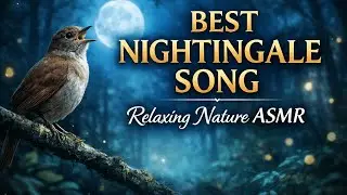 Nature's Orchestra: Common Nightingale's Song Blended with Forest Ambience