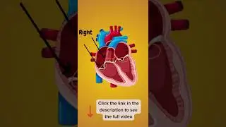 How Does Your Heart Work? | Fun Science for Kids! #humanheart #humanbodyforkids #viralvideo #heart