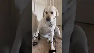 Dog wearing Heels 👠😂 You Steal it, You Wear it - #dogshorts #dogsofyoutube #funnydogvideos