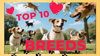 Top 10 Dog Breeds in the World   #dogs #dogbreeds #topdogs #dog