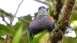 2017 Western Superb Fruit Dove @ North Sulawesi