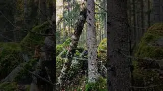 Lis&auml;&auml; linnuista