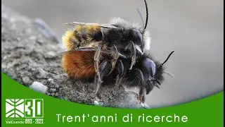 30 anni di ricerche - Cosa ronza nel parco  Gli apoidei del Parco