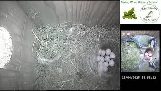 Bysing Wood Primary School Bird Box Live Stream