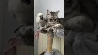 Funny animal Compilation