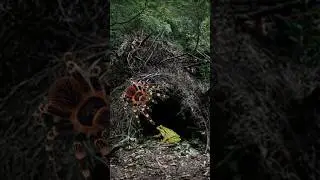 This Tarantula Protects a Frog Instead of Eating It 😱🐸
