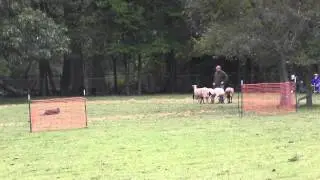 Advanced B Sheep 9 12 14 Run 2
