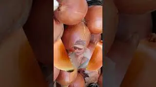 Philippines most controversial issues ONION #shorts #asmr #trending #viral