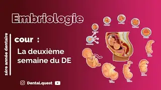 La 2&egrave;me semaine du d&eacute;veloppement embryonnaire|cours destin&eacute;s au &eacute;tudiants de la 1&egrave;re ann&eacute;e dentaire 
