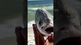 Monster Pompano Pulled Through the Grass