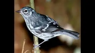 Elfin Woods Warbler @Bin3aiah Birds