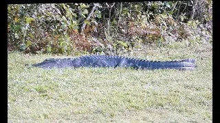 Alligator sunbathing in our backyard!