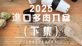 2025韓國進口多肉入盆日常(下集)【 MC多肉園 】MC Succulent plant Vlog