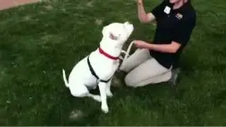 Meet Angus, A lovable Pit at Larimer Humane Society