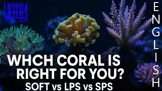 The 3 Types of Corals Soft, LPS & SPS &ndash; Differences, Needs, and Tips for Your Reef Aquarium