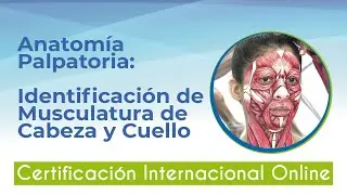 Certificación Internacional en Anatomia Palpatoria