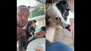 bambino vs cane