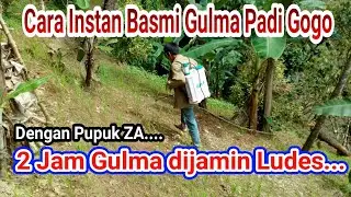 Cara Instan Membasmi Gulma pada Tanaman Padi Gogo || dijamin langsung mati || Padi Lahan Kering