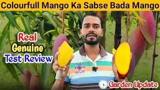 Best Mango Variety for Terrace Garden