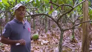 Unique Cocoa Varieties in the Dominican Republic