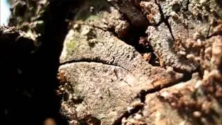 Lasius cf brunneus Infestation