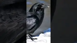 Crow Sounds | Bird Sounds | Crow SFX