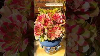 Aeonium Strawberry #aeonium #echeveria #variegated #succulents #flowers #garden #decoration #design