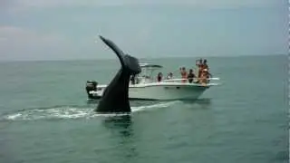 Ballena Jorabada en Costa Rica