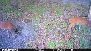 Tree Stand location