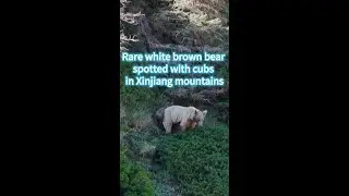 Rare light-colored brown bear spotted with cubs in China's Xinjiang