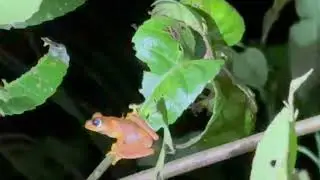 Madagascar: Mantadia NP - Blue Mask Tree Frog