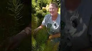 Looking for Deer & Pest Resistance? Amsonia (Blue Star) Has You Covered!