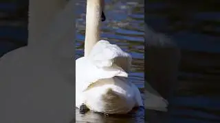 Лебединое озеро 🌸🦢🌸 swan lake  #nature #swan #природа #лебедь #лебеді