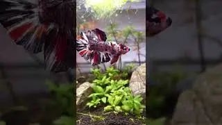 Giant koi betta glowup #aquarium #fish #bettafish #fishtank
