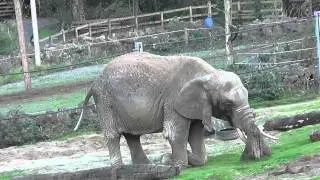 African Elephant, Paignton Zoo (22nd November 2011)