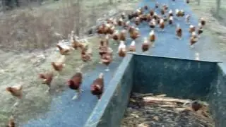 Funny Chickens (Running After The Quad And Food)