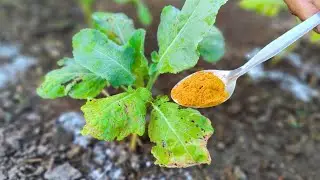 This Golden Powder Kill Pests and Make Your Plants EXPLODE With Growth!