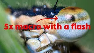Photographing a Damsel Fly and other insects with the 5x Macro
