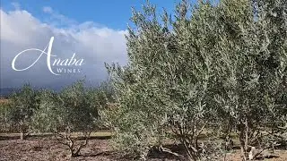 From Grove to Gold:  Our 2024 Anaba Estate Olive Oil