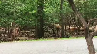 Video of Greenbelt Campground, MD from Crystal C.