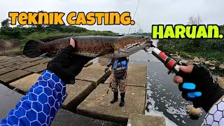 Mancing ikan Haruan, ikan gabus di sungai air hitam menggunakan teknik casting ala Brandal mancing.