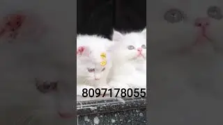 Pet Shop Cat pet shop Persian Kittens Pet selling website Buy pets online Cats for sale in Mumbai