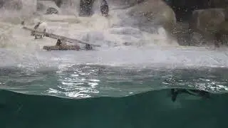 Penguin doing Dolphin Jump👀