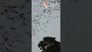 Next time you enjoy a papaya, thank bats! #BatWeek #SMACON