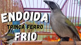 Esquentar Trinca-ferro 🟢Esse vai ABRIR o CANTO do seu TRINCA-FERRO ao MÁXIMO! Trinca-Ferro Cantando🟢