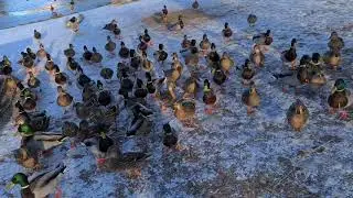 El ataque de los patos salvajes 😂🦆