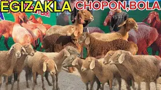 🇰🇬...CHOPON,BOLAGA 😱 ARASHAN BOGOZ SOVLIKLAR EGIZAKLAR KELDI 🔥🔥 