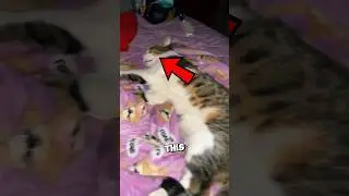 Этот кот крепко спал