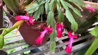 Useful tips for Christmas Cactus and how to watering it.