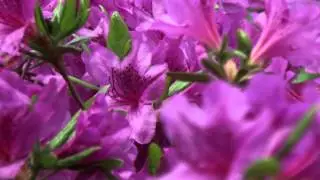 The Royal Azaleas blossoms of Gunpo City in Korea